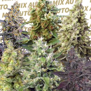 Sweet Mix Auto Feminized Seeds