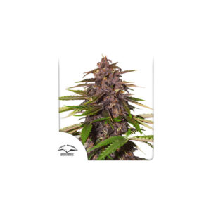 Forbidden Cherry Auto Feminized Seeds
