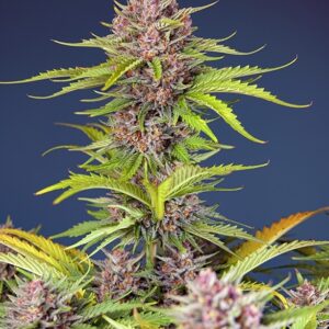 Mimosa Bruce Banner XL Auto feminized Seeds