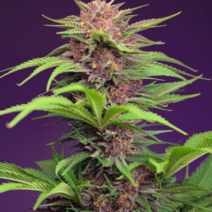 Red Mimosa XL Auto Feminized Seeds