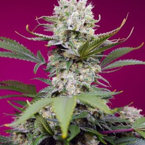 Sweet Mandarine Zkittlez XL Auto Feminized Seeds