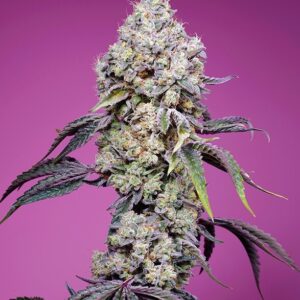 Sweet Mandarine Zkittlez F1 Fast Version Feminized Seeds