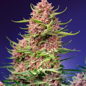 Strawberry Cola Sherbet F1 Fast Version feminized Seeds