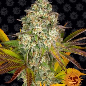 Cookies Kush Auto Feminized Seeds