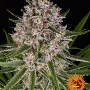 Lemon Haze Auto Feminized Seeds
