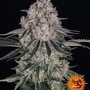 Sour Diesel Auto Feminized Seeds