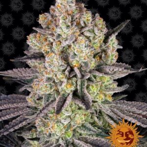 Runtz Feminized Seeds