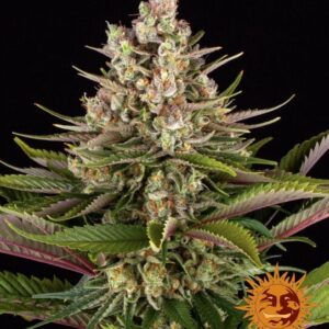 Sour Strawberry Feminized Seeds