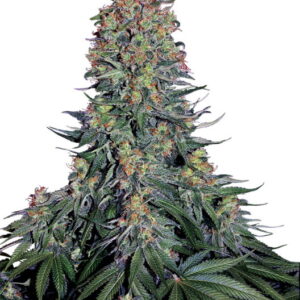Blue Skunk Feminized Seeds