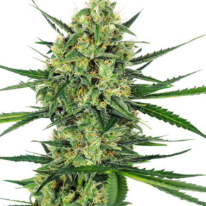 Tangerine Sugar feminized Seeds