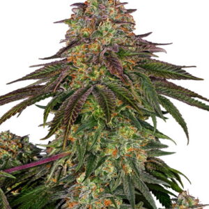 Sweet Cherry Kush Feminized Seeds