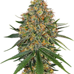 White Cheese Feminized Seeds
