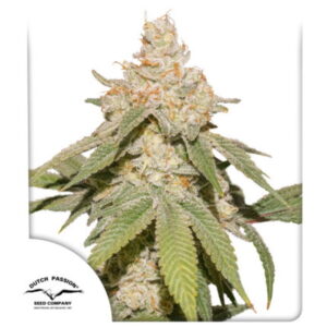 SFV OG Auto Feminized Seeds
