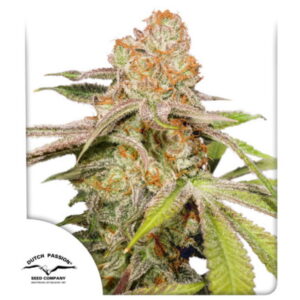 Mac #1 Auto Feminized Seeds