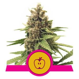 Apple Fritter feminized Seeds