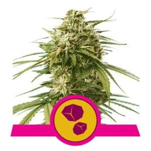 Gushers feminized Seeds
