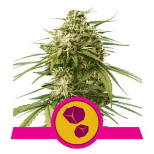 Gushers feminized Seeds - 5 Seeds