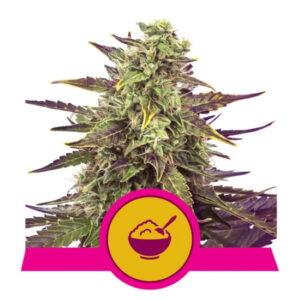 Cereal Milk feminized Seeds