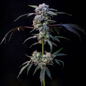 Banana Cream Pop
