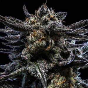 Zombie Kush Auto feminized Seeds