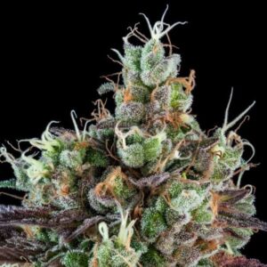 Sour Ripper Auto Feminized Seeds