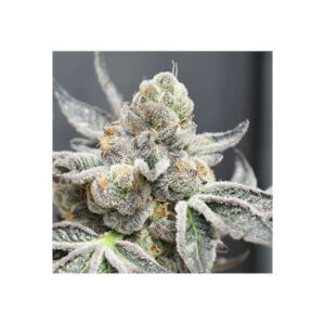 Radical Juice Auto Feminized Seeds