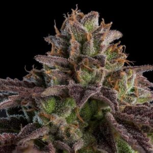 Kmintz Auto Feminized Seeds