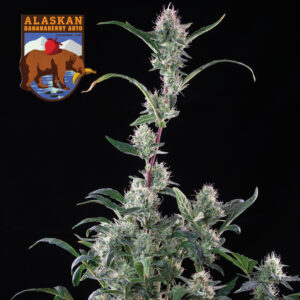 Alaskan Bananaberry Auto feminized Seeds - 25 Seeds