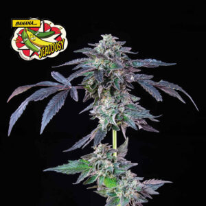 Banana Jealousy feminized Seeds - 3 Seeds