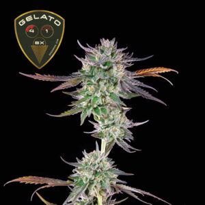 Gelato 41 BX feminized Seeds - 5 Seeds
