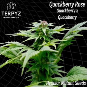 Quackberry Rose Regular Seeds