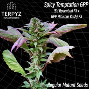 Spicy Temptation GPP Regular Seeds