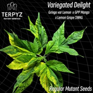 Variegated Delight Regular Seeds