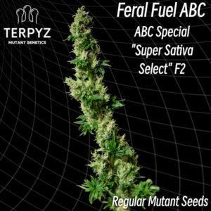Feral Fuel ABC Regular Seeds