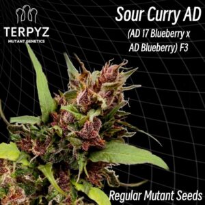 Sour Curry AD Regular Seeds