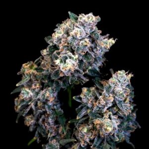 Super Sour Runtz Feminized Seeds