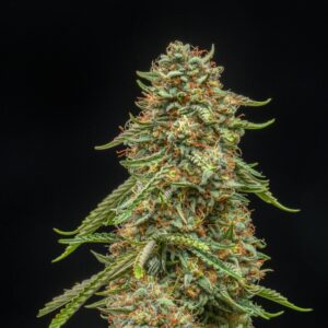 Turtle Taffy Auto Feminized Seeds