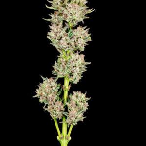 Garlic Jam Auto Feminized Seeds