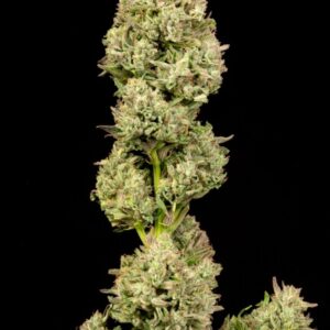 Pilot Light Auto Feminized Seeds