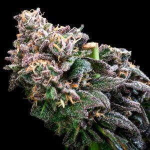 Crazy Train FAST Feminized Seeds