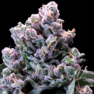 Huckleberry Pie FAST Feminized Seeds