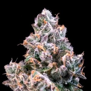 Space Station Feminized Seeds