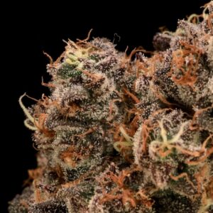 Sour Cherry Diesel Feminized Seeds