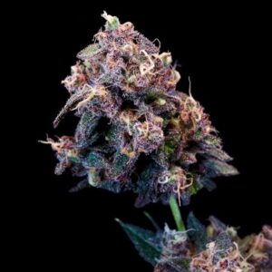 Outer Space Cake Feminized Seeds