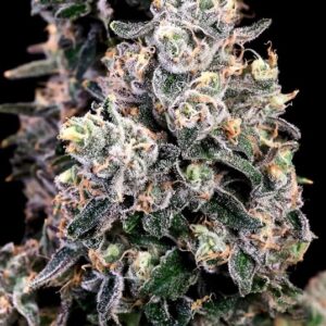 Peanut Butter Bomb FAST Feminized Seeds