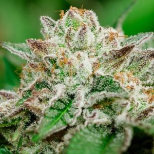 Cosmic Crashers Feminized Seeds