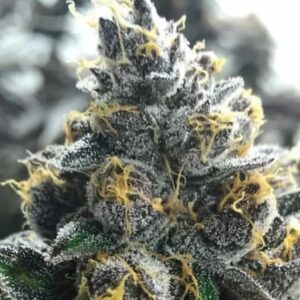 Divorce Cake Feminized Seeds