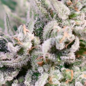 GMO Bomb FAST Feminized Seeds