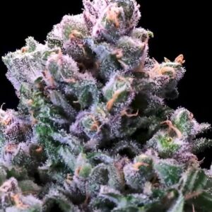Grapes 'n' Cream FAST Feminized Seeds