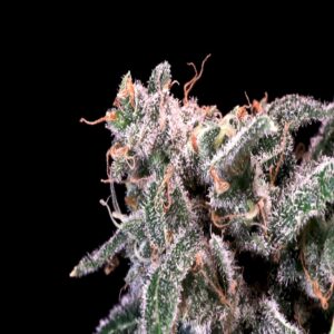 Kombucha Cream Feminized Seeds